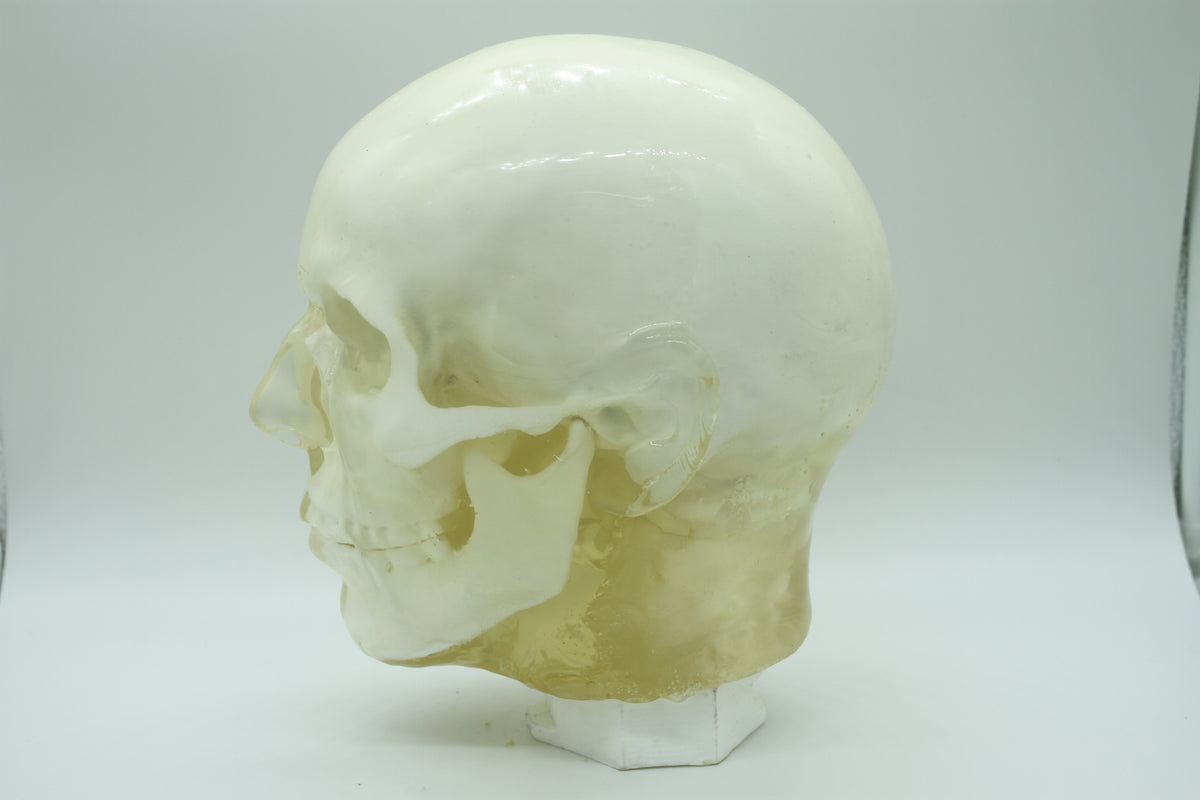 BDL002 Anatomical Head – ZGB Store